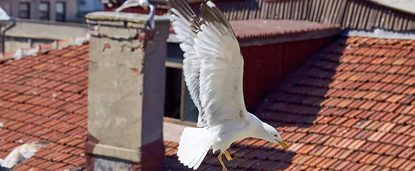 Residential Chimney Animal Removal Solution in Roseville, CA